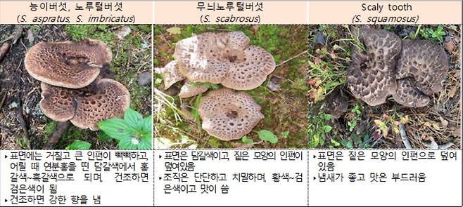 식용으로 사용할 수 없는 버섯들. [식약처 제공]