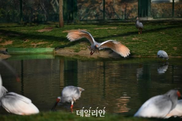 방사를 대비해 비행 훈련을 하고 있는 따오기 모습. ⓒ환경부