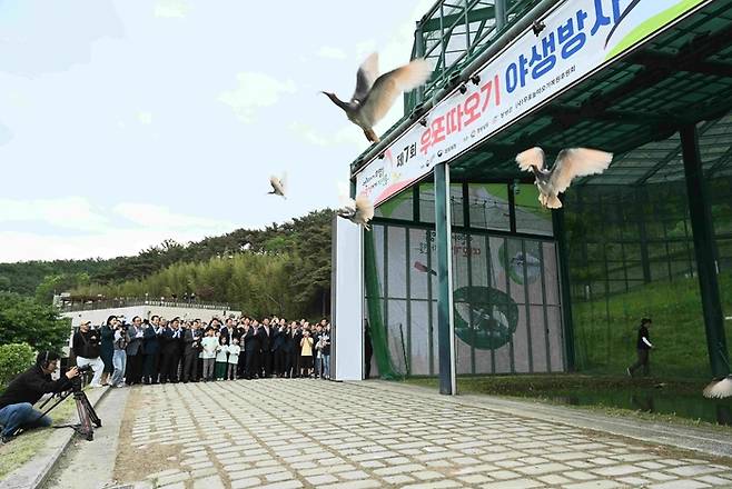 4일 경남 창녕 우포따오기복원센터에서 따오기 30마리가 방사되고 있다. 창녕군 제공