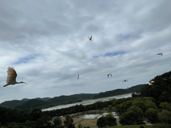 4일 경남 창녕군 우포따오기 복원센터에서 경남도와 환경부, 문화재청, 창녕군이 우포따오기 야생방사 행사를 열어 암수 따오기 30마리를 야생으로 날려보내고 있다. 경남도 제공.