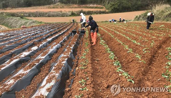 해남 고구마 재배 [해남군 제공]