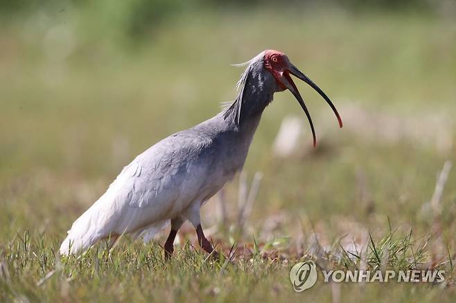 "따옥따옥" (창원=연합뉴스) 창녕 우포늪에서 방사한 따오기 한 마리가 지난 9일 경남 창원시 의창구 동읍 주남저수지에서 이동하고 있다. 2023.4.10 [최종수 생태사진가 제공. 재판매 및 DB 금지] image@yna.co.kr