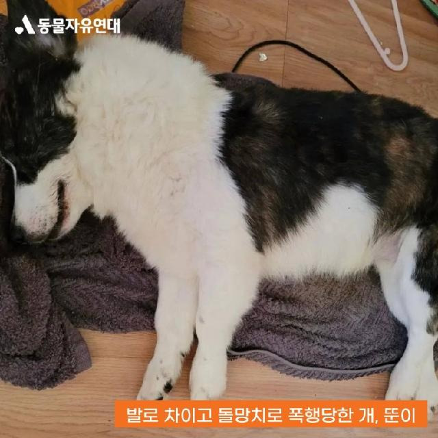 지난해 1월1일 A씨에게 폭행 당한 반려견 '뚠이'의 모습. A씨는 "뚠이를 폭행한 사실은 인정하지만 죽이지 않았다"고 주장했지만, 재판부는 이를 인정하지 않았다. 동물자유연대 페이스북