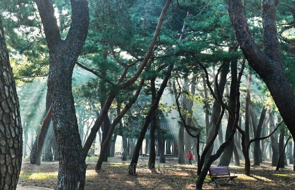 천연기념물인 섬진강변의 하동 송림.