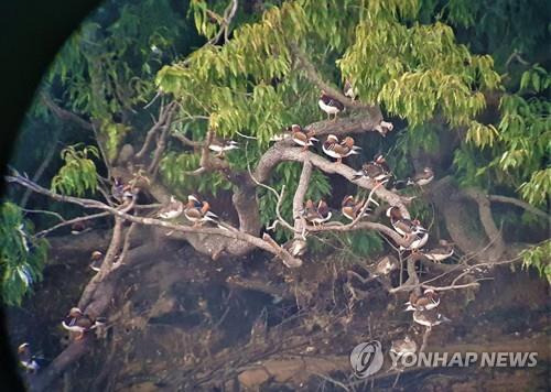 익산 금마저수지에 집단 서식하는 원앙    [익산시 제공·재판매 및 DB 금지]