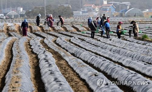 감자 파종으로 바쁜 농촌 들녘. [연합뉴스 자료 사진]