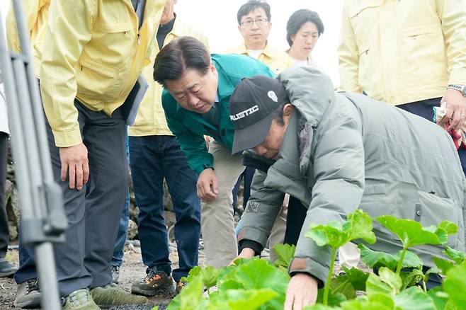 오늘(6일) 제주시 애월읍 하가리 미니 단호박 밭에서 농작물 피해 상황을 설명하는 농민 (사진, 제주자치도)