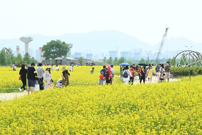 2019년 구리 유채꽃 축제 *재판매 및 DB 금지