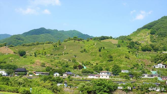 경남 하동군 화개면의 차밭.  천년의 역사를  자랑하는 하동 야생차밭은 2017년 유엔식량농업기구(FAO)에 의해 세계중요농업유산으로 등재됐다.  안영배 기자 ojong@donga.com