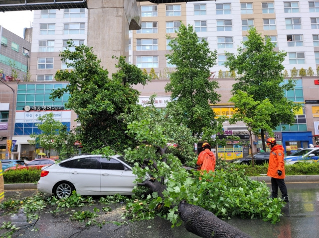 6일 대구 수성구 범어동에서 도로 위로 나무가 쓰러지며 승용차를 덮쳤다. 대구소방안전본부 제공