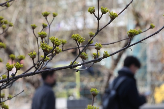 지난 3월 13일 서울 청계천 주위에 핀 산수유 아래로 외투를 입은 시민들이 걸어가고 있다. [박형기기자]