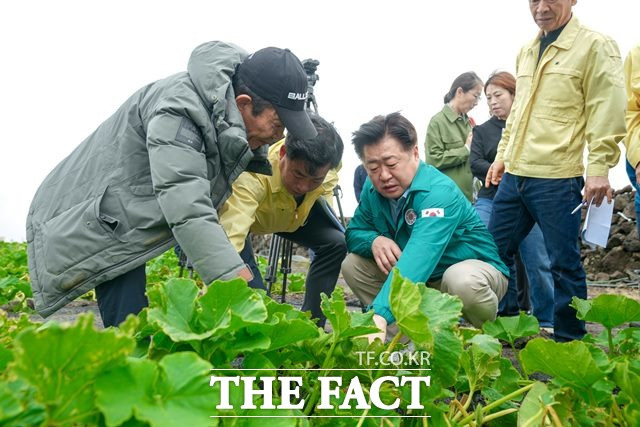 지난 6일 애월읍 하가리 미니 단호박 피해현장을 둘러보는 오영훈 지사./제주도