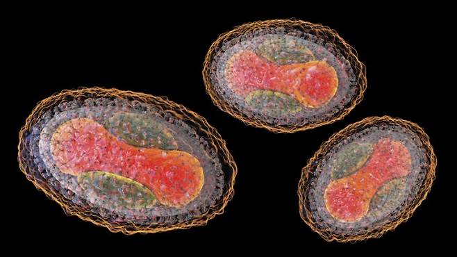 엠폭스 바이러스. 게티이미지뱅크 제공