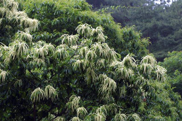 샹들리에처럼 드리운 건 밤나무의 수꽃이다. 꽃가루를 옮겨줄 곤충을 부르기 위해서 비릿한 향을 낸다. 밤나무는 대표적인 밀원 식물인데, 10그루가 모이면 약 2.7kg에 달하는 꿀을 빚을 수 있다. 이하 사진은 허태임 작가 제공
