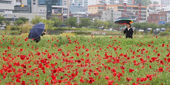 지난해 열린 울산광역시 ‘2022 태화강 국가정원 봄꽃축제’ 현장에서 관람객들이 꽃을 구경하고 있다. [사진=울산시] [사진=울산광역시]