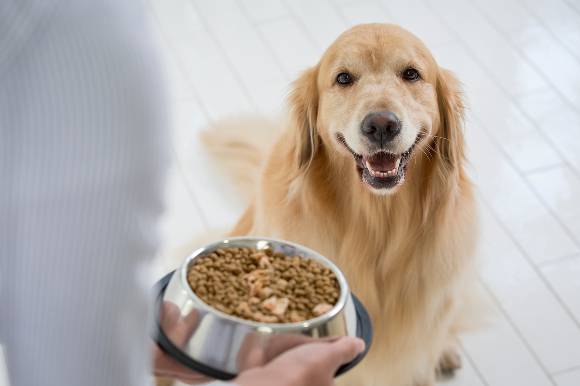 공정거래위원회가 반려동물용 사료와 의약품 등을 수입하는 업체가 대리점과 동물병원에 재판매가격을 강제한 행위를 적발해 시정명령을 부과했다. 사진은 기사와 직접적인 관련 없음. /사진=이미지투데이