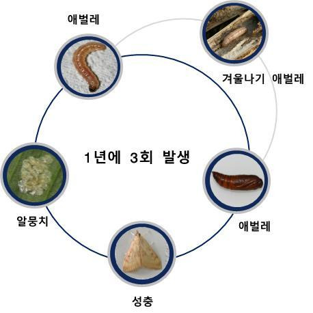 조명나방의 생활사(사진=농촌진흥청) *재판매 및 DB 금지