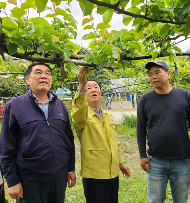 최문섭 NH농협손해보험 대표(가운데)와 박하식 전남 나주 금천농협 조합장(왼쪽)이 이상저온으로 냉해 피해를 본 나주의 농가를 방문해 피해 현황을 점검하고 있다.