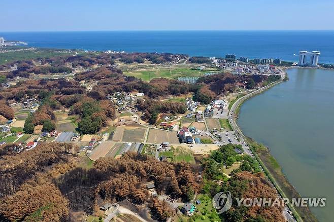 더욱 짙어진 강릉 산불의 흔적 [연합뉴스 자료사진]