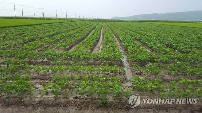 콩 재배 중인 논 [연합뉴스 자료]