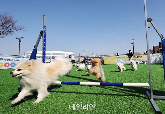 반려견 쉼터 ⓒ연합뉴스