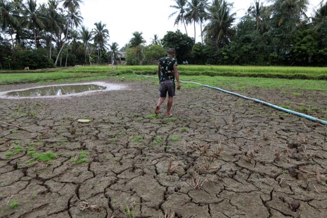 지난달 24일 인도네시아 서북쪽 아체특별자치주 반다아체에서 한 주민이 가뭄으로 쩍쩍 갈라진 논 위를 걷고 있다. 반다아체=EPA 연합뉴스