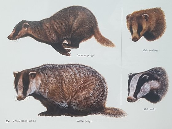 오소리(Asian Badger, 학명 Meles leucurus)의 여름 털(왼쪽 위)과 겨울 털(왼쪽 아래). 오른쪽 위는 일본오소리(학명 Meles anakuma). 오른쪽 아래는 유럽오소리(Meles meles). [자료: 국립생물자원관. Mammals of Korea. 2018]