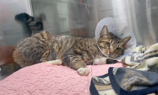지난 5월 1일 동물 병원 중환자실에 입원한 고양이 '매기'. 보호자 A씨는 4월 16일부터 사용한 동물 탈취·표백제를 급성 간부전의 원인으로 의심하고 있다. 제보자 제공