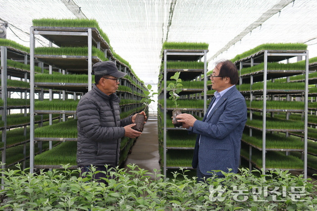 박순태 남보은농협 조합장(오른쪽)이 김찬배씨와 사과묘목 품질과 농사 계획에 대해 의논하고 있다. 남보은농협은 올해 <시나노골드> <엔비> 등 인기 사과묘목 6000여 그루를 공급했다.