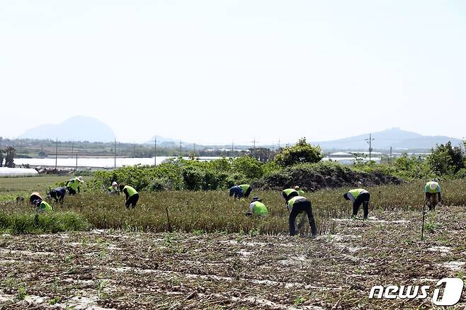 본격적인 마늘 수확철이 시작된 가운데 10일 오전 제주시 대정읍  한 마늘밭에서 농협 직원들이 일손돕기를 하고 있다.2023.5.10/뉴스1 ⓒ News1 고동명 기자