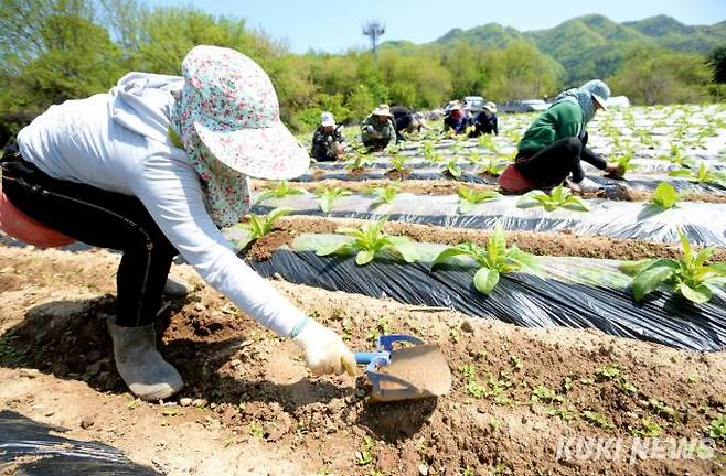 지난 9일 간동면 오음리의 담배 재배농가에서 외국인 계절 근로자들이 농작업을 진행하고 있다.