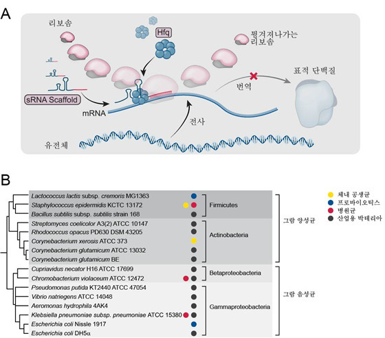 박테리아의 유전자 억제를 위한 sRNA 도구 개발 모식도.[KAIST 제공]