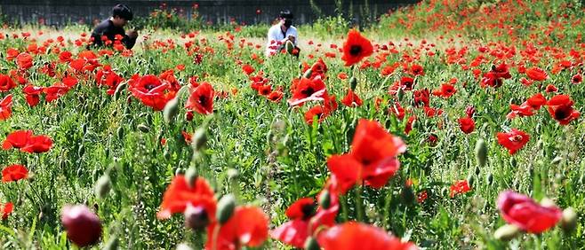 [괴산=뉴시스] 10일 충북 괴산군 괴산읍 동부리 충북도 민속문화재 홍범식 고택 옆 유휴지에 꽃양귀비가 '낭만적이고 불멸의 사랑'의 꽃말을 떠올리듯 붉게 물들어 있다. (사진=괴산군 제공) 2023.05.10. photo@newsis.com *재판매 및 DB 금지