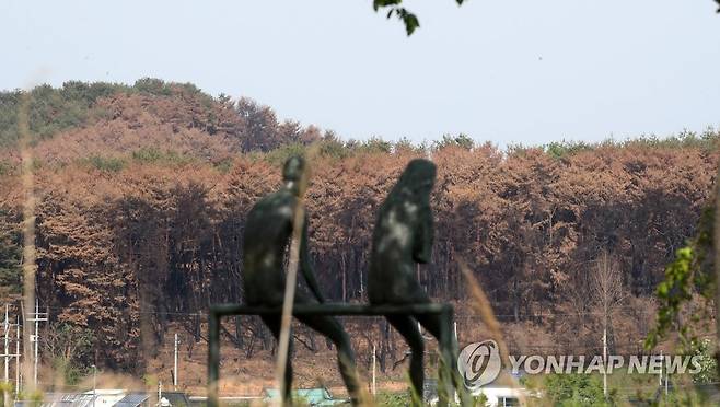 강릉산불 발생 한 달…숲이 죽었다 (강릉=연합뉴스) 유형재 기자 = 산불 발생 한 달을 하루 앞둔 10일 강원 강릉시 경포 일원의 산림이 벌겋게 죽어가고 있다. 2023.5.10 yoo21@yna.co.kr