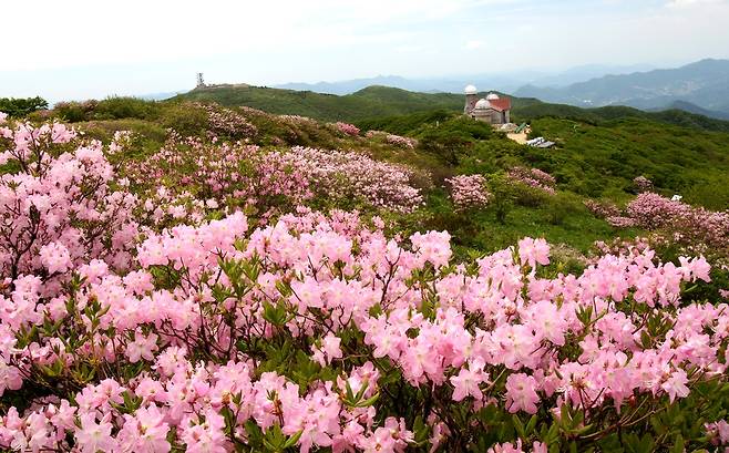 소백산 철쭉 단양군 제공. 재판매 및 DB 금지