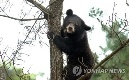 지리산국립공원 서식하는 반달가슴곰 [연합뉴스 자료사진]