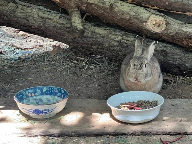 경기 성남시 분당구 분당중앙공원 내 설치된 급식소에서 토끼가 사료를 먹고 있는 모습. 고은경 기자