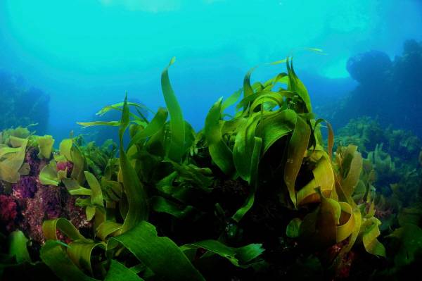 자연 암반 위에서 자라고 있는 다년생 해조류.