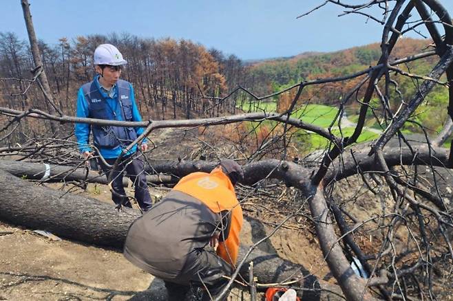 강릉 산불 피해지 벌목 사망 사고 현장. 고용노동부 강원지청 제공