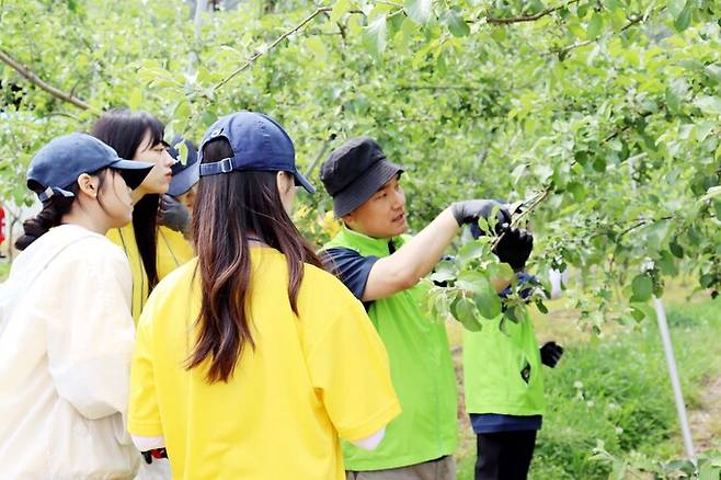 농협은 경희대학교 재학생과 함께 12일 경기 연천군 사과농가에서 '농촌일손돕기'를 실시하고 있다.