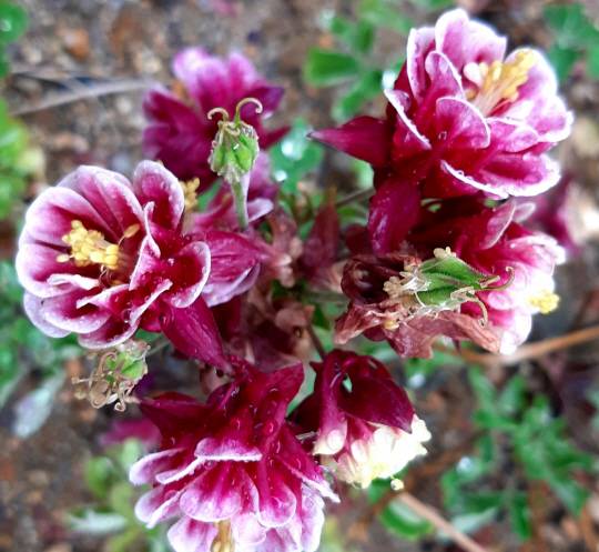 작은 장미꽃을 연상시키는 겹꽃인 장미매발톱꽃에 빗방울이 맺혀 있다. 2020년 5월9일 서대문구 돈의문박물관마을 인근 야외 꽃가게 촬영