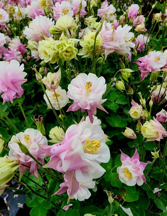 분홍과 흰색, 노랑색이 어우려진 매발톱꽃  원예종인 겹매발톱꽃. 흰매발톱꽃은 귀한 축에 속한다. 5월7일 서울 양재꽃시장에서 촬영.