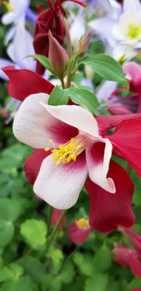 꽃카페 매발톱 2020 0411