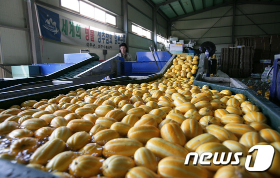 경북도가 경북을 대표하는 농산물 중 하나인 참외의 재배 자동화에 나선다. 사진은 성주참외. ⓒ News1 자료 사진