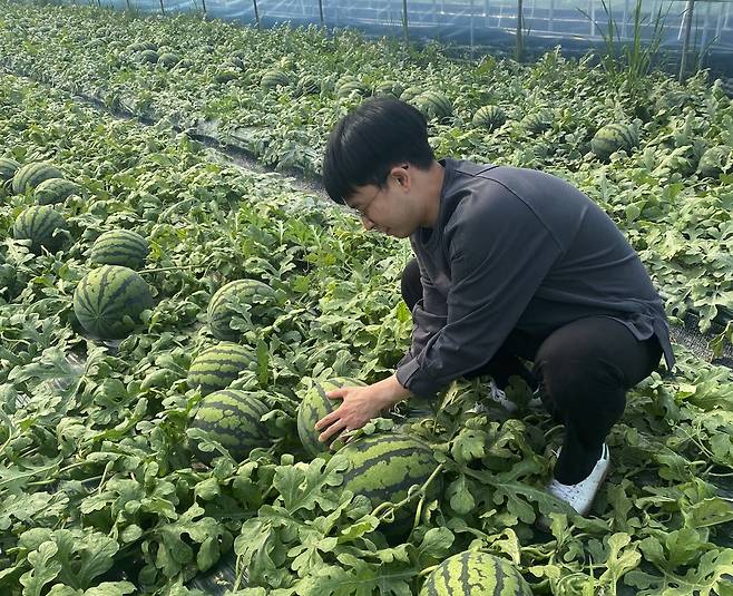 충남 논산의 한 수박 농가에서 상품을 검수하는 롯데마트 MD. [롯데마트 제공. 재판매 및 DB 금지