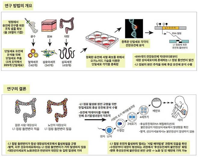 연구 개요.(자료=KAIST)