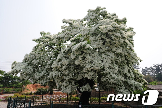 천연기념물 제183호 전북 고창군 대산면 중산리 이팝나무(뉴스1/DB)