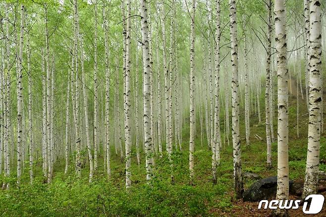 자작나무 숲-인제군 인제읍 원대리. (산림청 제공)/뉴스1