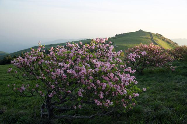 소백산 비로봉 철쭉 군락지 모습. 영주시 제공