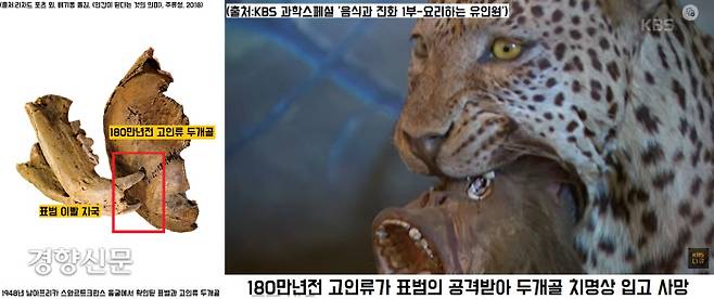 남아프리카 스와르트크란스 동굴에서 확인된 180만년전 표범과 고인류 두개골. 고인류 두개골에 뚫린 두 개의 구멍은 곁에서 함께 수습된 표범의 이빨 자국과 간격이 꼭 맞았다. 고인류가 표범의 공격을 받아 두개골에 치명상을 입고 즉사한 것으로 추정된다.